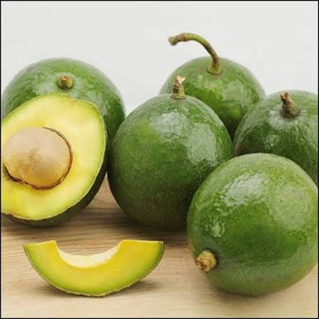 PREMIUM VIETNAMESE PINKERTON AVOCADO FOR EXPORT – FRESH GREEN AVOCADO WHOLESALE & BULK SUPPLY