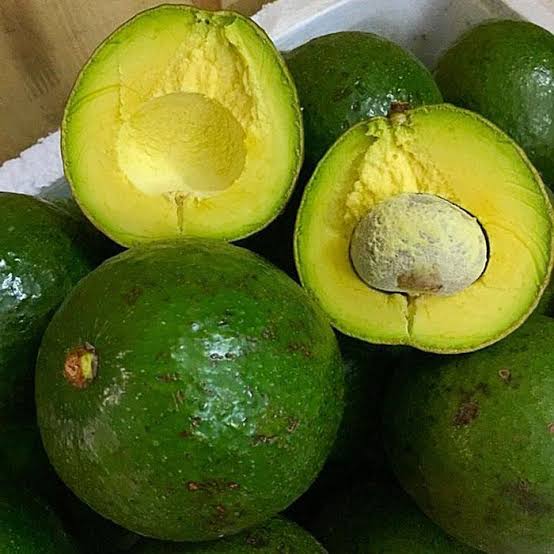 PREMIUM VIETNAMESE PINKERTON AVOCADO FOR EXPORT – FRESH GREEN AVOCADO WHOLESALE & BULK SUPPLY 4