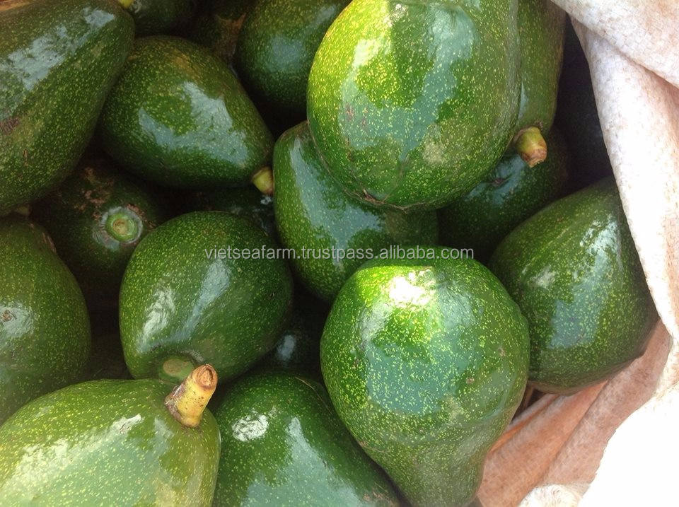 PREMIUM VIETNAMESE BOOTH 7 AVOCADO FOR EXPORT – FRESH GREEN AVOCADO WHOLESALE & BULK SUPPLY 3