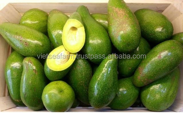 PREMIUM VIETNAMESE BOOTH 7 AVOCADO FOR EXPORT – FRESH GREEN AVOCADO WHOLESALE & BULK SUPPLY 4