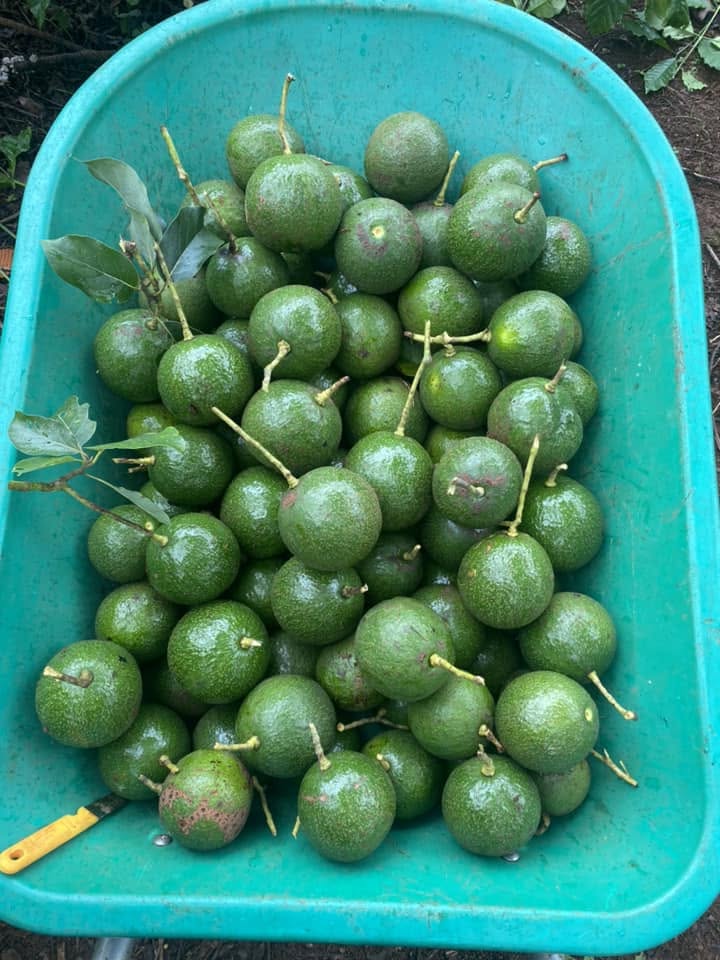 PREMIUM VIETNAMESE FRESH PEAR-SHAPED AVOCADO FOR EXPORT – YELLOW-GREEN FLESH, GRADE A & WHOLESALE SUPPLY 2
