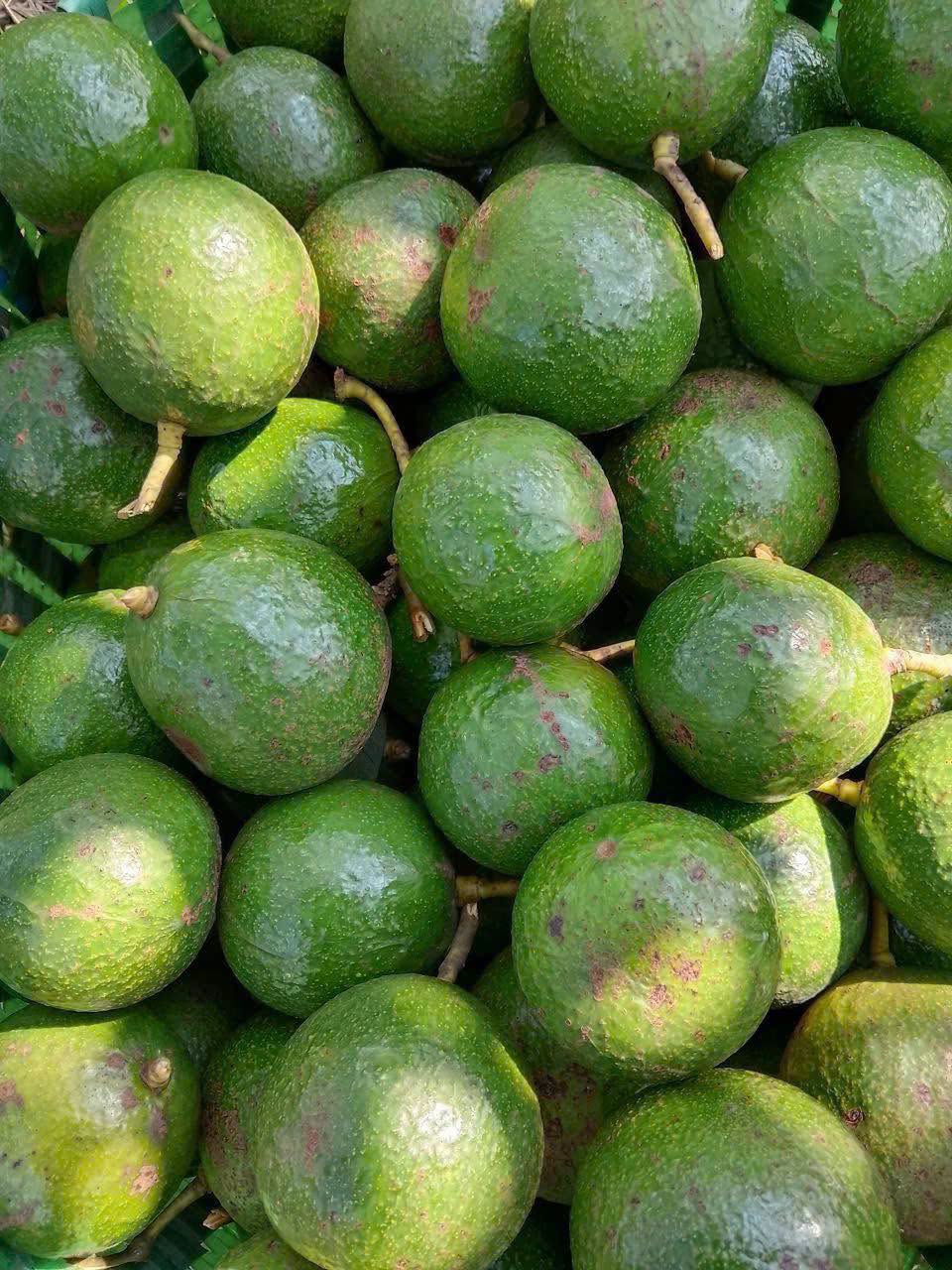 PREMIUM VIETNAMESE FRESH PEAR-SHAPED AVOCADO FOR EXPORT – YELLOW-GREEN FLESH, GRADE A & WHOLESALE SUPPLY 4