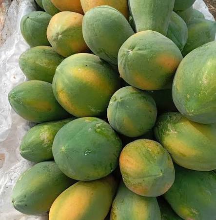PREMIUM VIETNAMESE TREE-RIPENED PAPAYA FOR EXPORT – SELECTED FRESH FRUIT & WHOLESALE SUPPLY 4