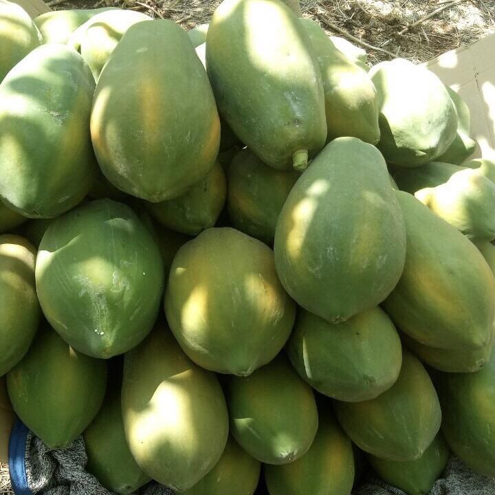 PREMIUM VIETNAMESE FRESH PAPAYA FOR EXPORT – HIGH-QUALITY TROPICAL FRUIT WHOLESALE SUPPLIER 4