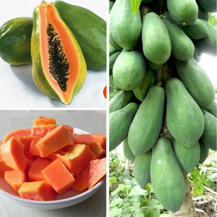 PREMIUM VIETNAMESE HIGH-YIELD PAPAYA FOR EXPORT – FRESH TROPICAL FRUIT WHOLESALE & BULK SUPPLY