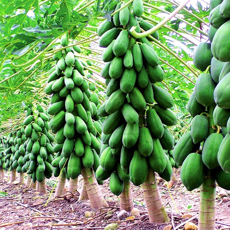 PREMIUM VIETNAMESE HIGH-YIELD PAPAYA FOR EXPORT – FRESH TROPICAL FRUIT WHOLESALE & BULK SUPPLY 2