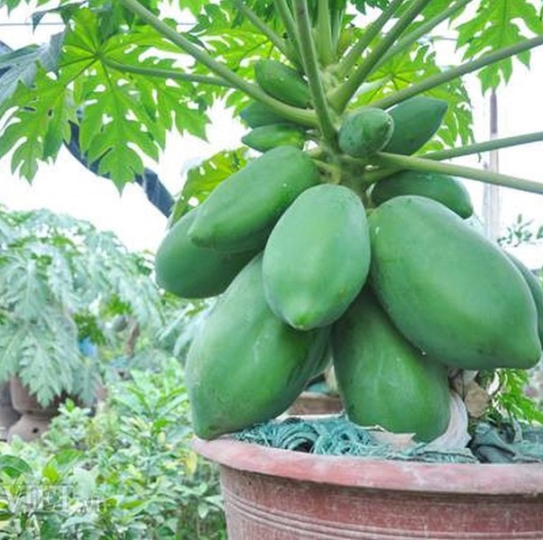 PREMIUM VIETNAMESE HIGH-YIELD PAPAYA FOR EXPORT – FRESH TROPICAL FRUIT WHOLESALE & BULK SUPPLY 3