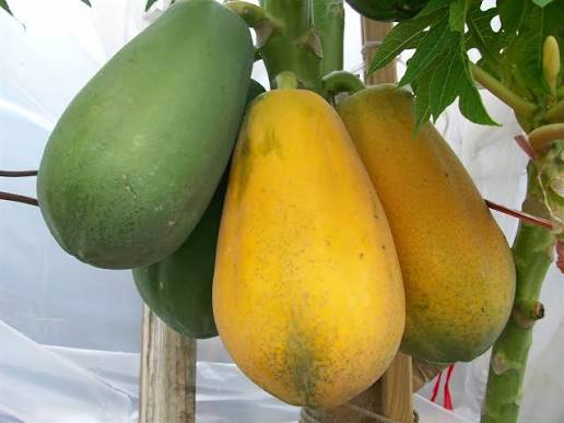 PREMIUM VIETNAMESE HIGH-YIELD PAPAYA FOR EXPORT – FRESH TROPICAL FRUIT WHOLESALE & BULK SUPPLY 4