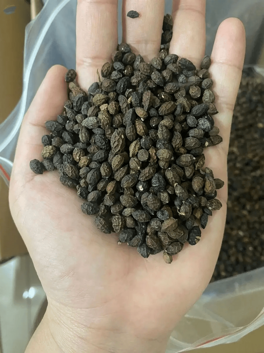 VIETNAMESE DRIED PAPAYA SEEDS FOR EXPORT – FOOD INGREDIENTS, SEASONING APPLICATIONS & WHOLESALE SUPPLY 2