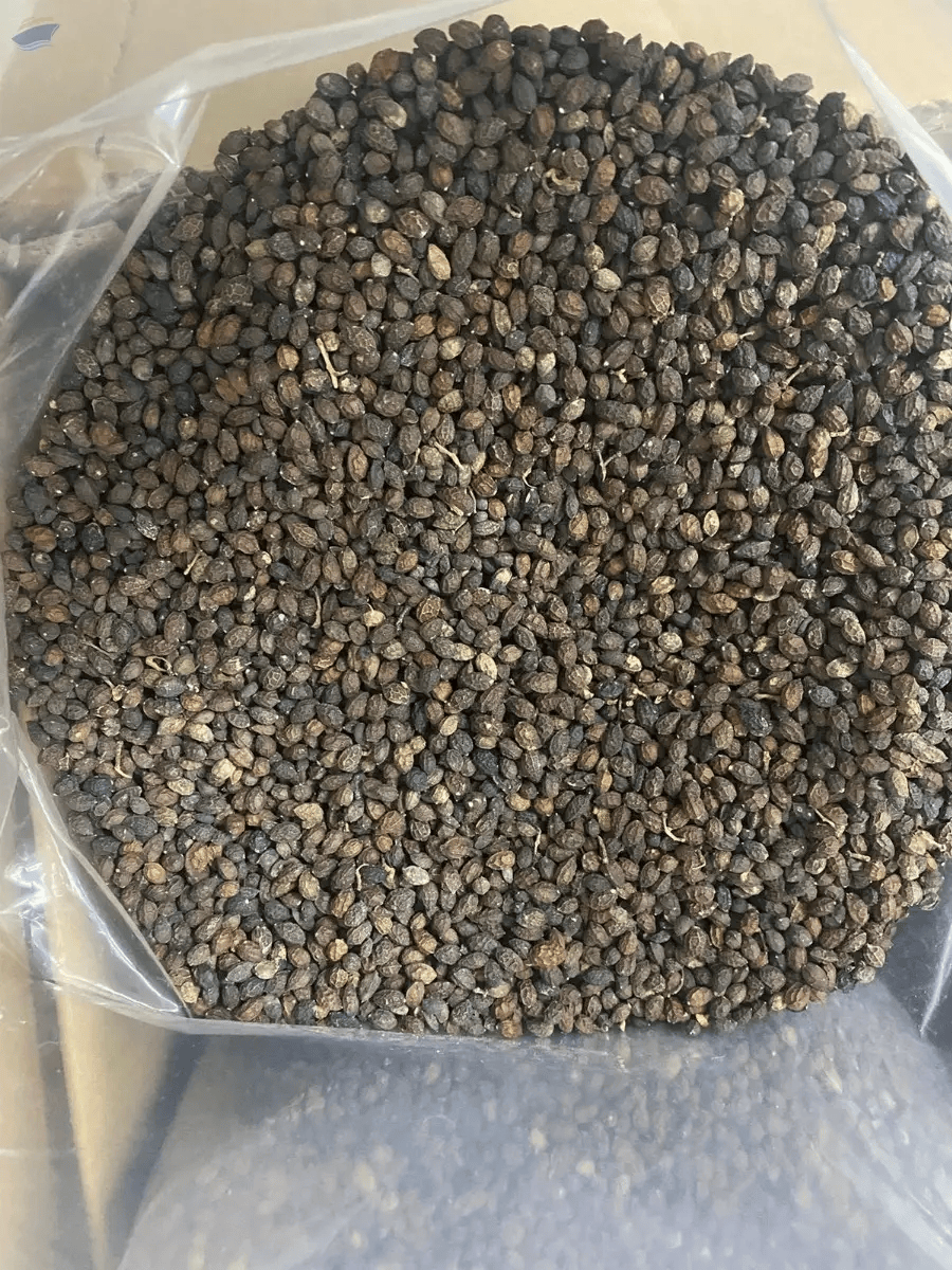VIETNAMESE DRIED PAPAYA SEEDS FOR EXPORT – FOOD INGREDIENTS, SEASONING APPLICATIONS & WHOLESALE SUPPLY 3