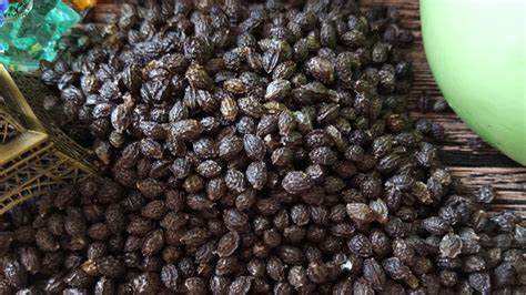 VIETNAMESE DRIED PAPAYA SEEDS FOR EXPORT – FOOD INGREDIENTS, SEASONING APPLICATIONS & WHOLESALE SUPPLY 4