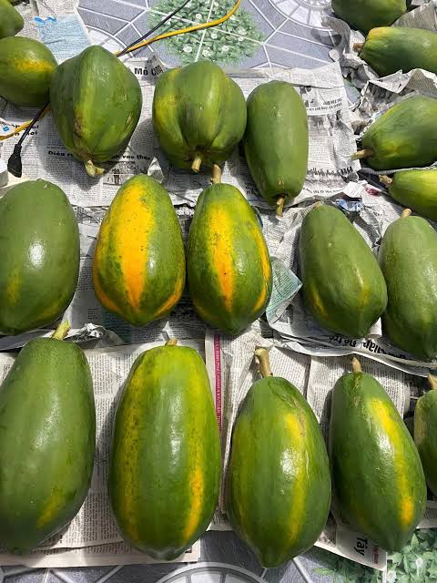 PREMIUM VIETNAMESE IQF FROZEN PAPAYA FOR EXPORT – CHUNKS & DICE, OEM MANUFACTURING AND BULK WHOLESALE SUPPLY 4