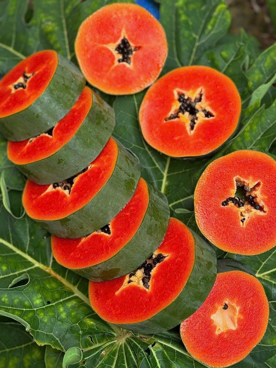 PREMIUM VIETNAMESE CANNED RED PAPAYA FOR EXPORT – READY-TO-USE PAPAYA IN SYRUP 2