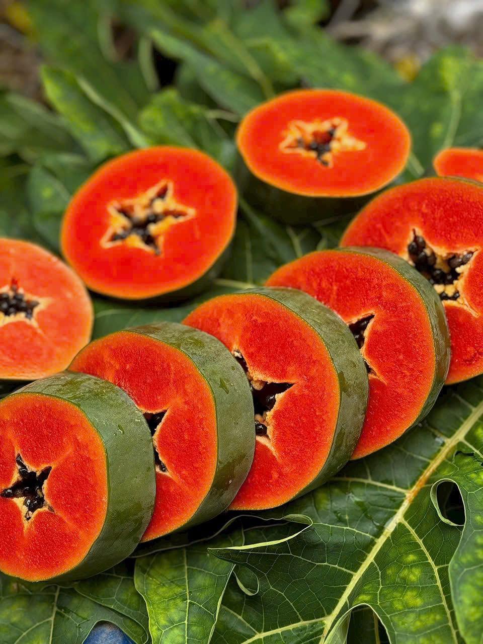 PREMIUM VIETNAMESE CANNED RED PAPAYA FOR EXPORT – READY-TO-USE PAPAYA IN SYRUP 3