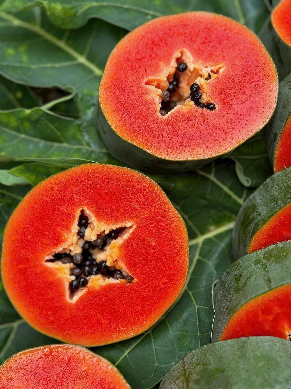 PREMIUM VIETNAMESE CANNED RED PAPAYA FOR EXPORT – READY-TO-USE PAPAYA IN SYRUP 4