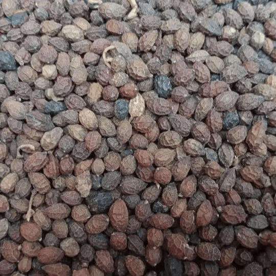 PREMIUM VIETNAMESE DRIED PAPAYA SEEDS FOR EXPORT – BULK SUPPLY FOR FOOD INGREDIENT MARKETS