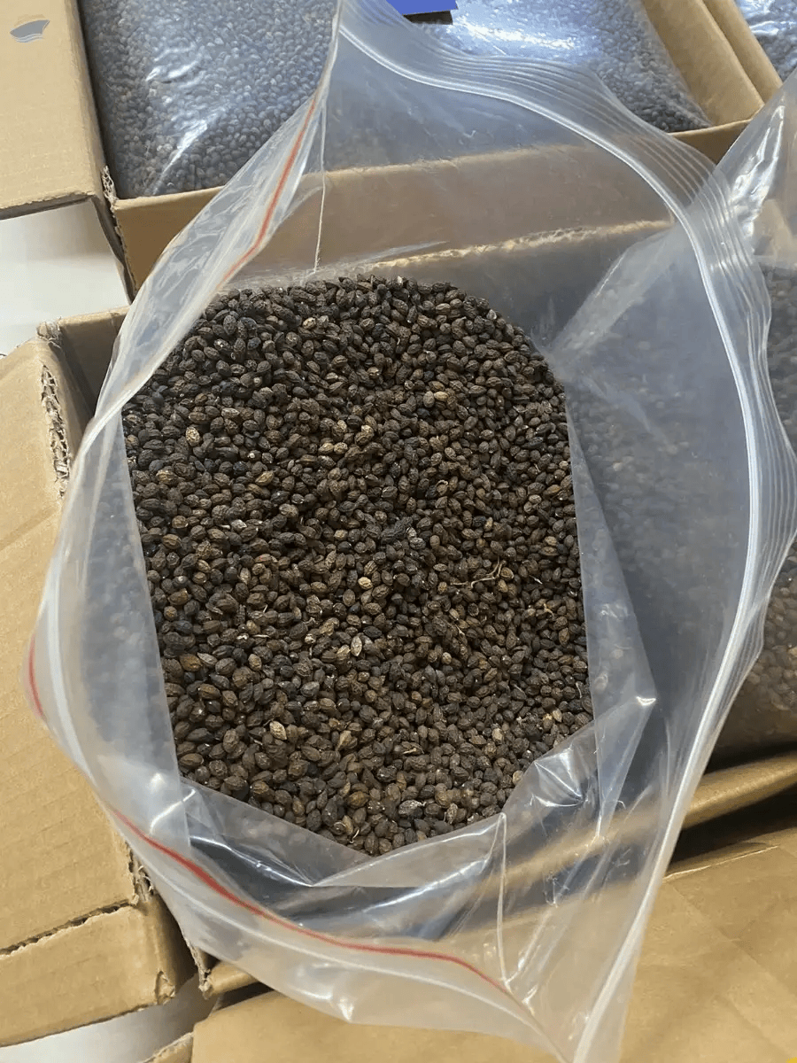 PREMIUM VIETNAMESE DRIED PAPAYA SEEDS FOR EXPORT – BULK SUPPLY FOR FOOD INGREDIENT MARKETS 4