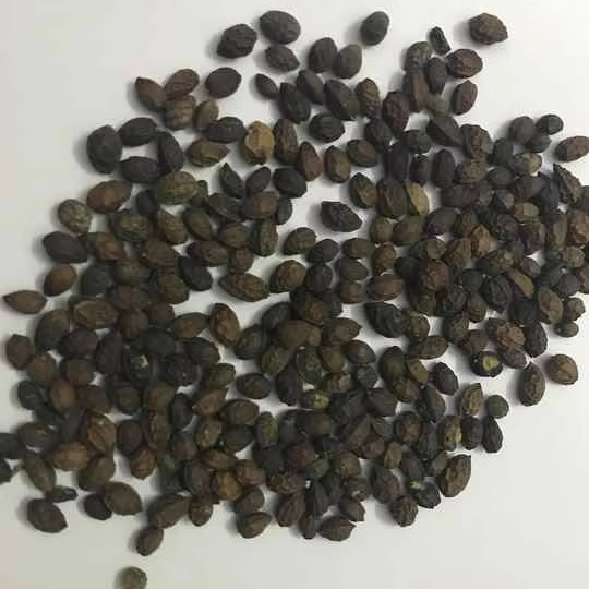 PREMIUM VIETNAMESE NATURAL DRIED PAPAYA SEEDS FOR EXPORT – BULK AGRICULTURAL AND INDUSTRIAL SUPPLY 3