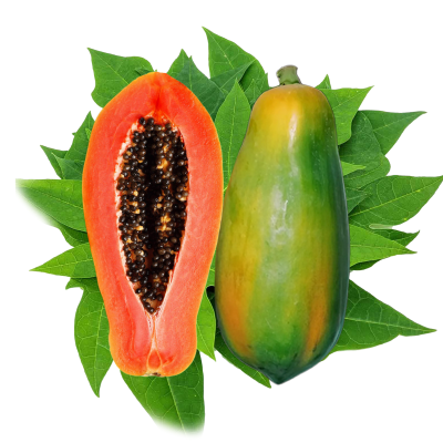 PREMIUM VIETNAMESE RED-FLESH PAPAYA PN 711 FOR EXPORT – FRESH TROPICAL FRUIT WHOLESALE SUPPLY