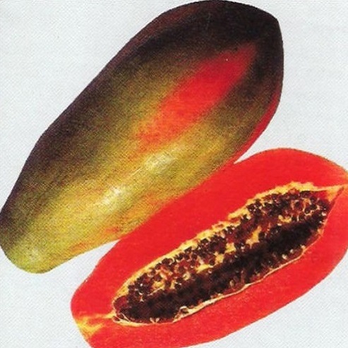 PREMIUM VIETNAMESE RED-FLESH PAPAYA PN 711 FOR EXPORT – FRESH TROPICAL FRUIT WHOLESALE SUPPLY 2