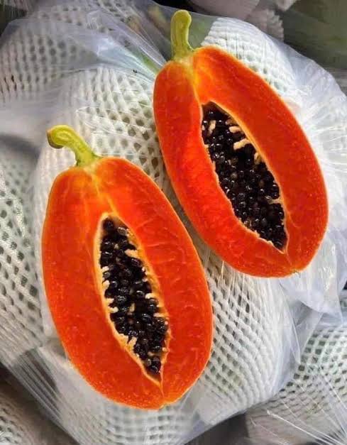 PREMIUM VIETNAMESE RED-FLESH PAPAYA PN 711 FOR EXPORT – FRESH TROPICAL FRUIT WHOLESALE SUPPLY 3