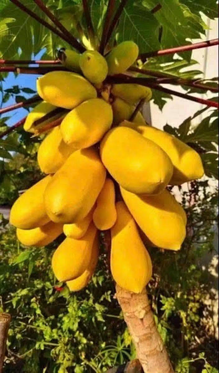 PREMIUM VIETNAMESE GOLDEN KING YELLOW-SKIN PAPAYA FOR EXPORT – FRESH TROPICAL FRUIT WHOLESALE SUPPLY 2