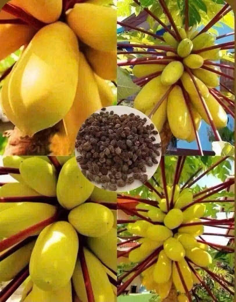 PREMIUM VIETNAMESE GOLDEN KING YELLOW-SKIN PAPAYA FOR EXPORT – FRESH TROPICAL FRUIT WHOLESALE SUPPLY 3