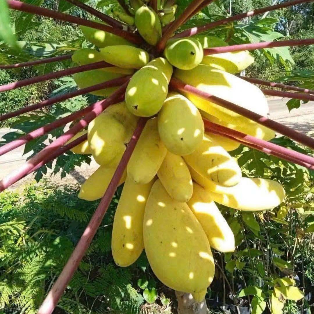 PREMIUM VIETNAMESE GOLDEN KING YELLOW-SKIN PAPAYA FOR EXPORT – FRESH TROPICAL FRUIT WHOLESALE SUPPLY 4