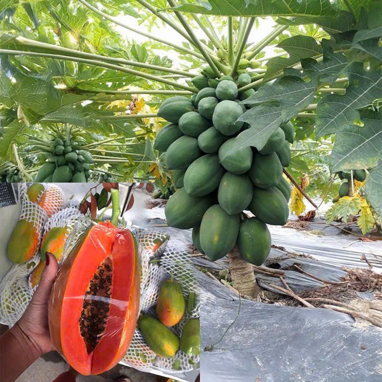 PREMIUM VIETNAMESE DWARF RED-FLESH PAPAYA FOR EXPORT – FRESH TROPICAL FRUIT WHOLESALE SUPPLY