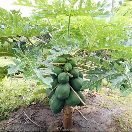 PREMIUM VIETNAMESE DWARF RED-FLESH PAPAYA FOR EXPORT – FRESH TROPICAL FRUIT WHOLESALE SUPPLY 2