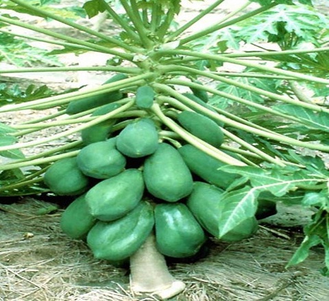 PREMIUM VIETNAMESE DWARF RED-FLESH PAPAYA FOR EXPORT – FRESH TROPICAL FRUIT WHOLESALE SUPPLY 3