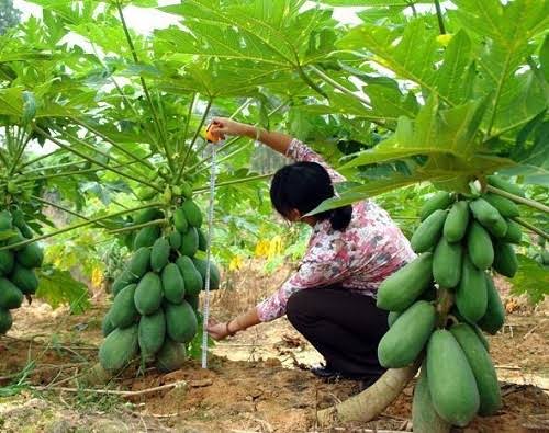 PREMIUM VIETNAMESE DWARF RED-FLESH PAPAYA FOR EXPORT – FRESH TROPICAL FRUIT WHOLESALE SUPPLY 4