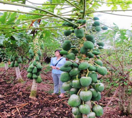 PREMIUM VIETNAMESE HONG PHI PAPAYA FOR EXPORT – FRESH TROPICAL FRUIT WHOLESALE SUPPLY