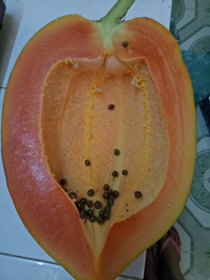 PREMIUM VIETNAMESE HONG PHI PAPAYA FOR EXPORT – FRESH TROPICAL FRUIT WHOLESALE SUPPLY 2