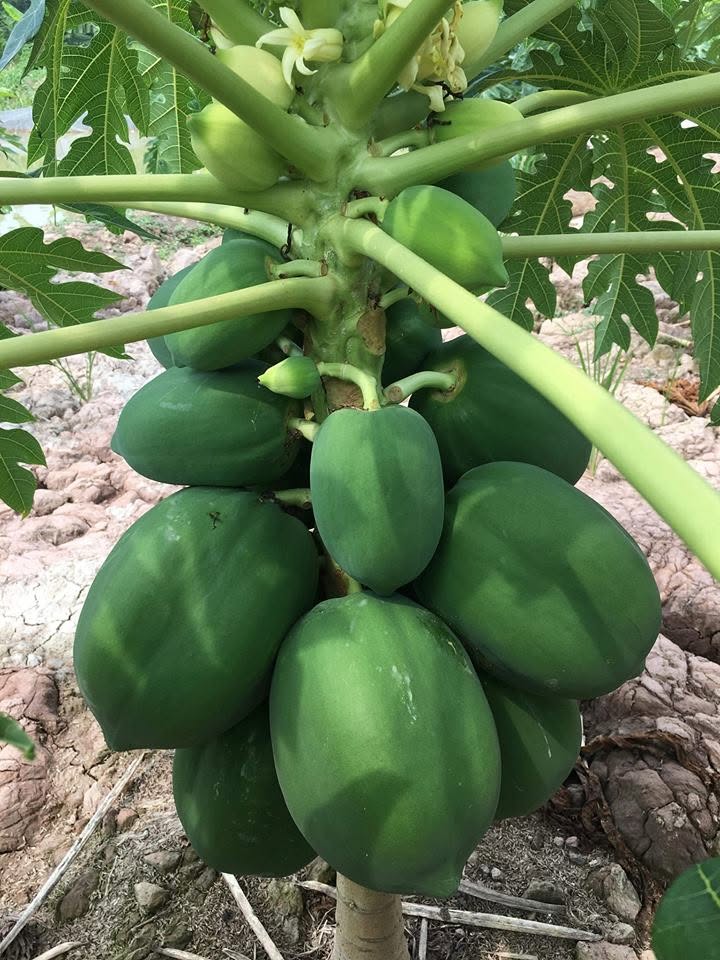 PREMIUM VIETNAMESE HONG PHI PAPAYA FOR EXPORT – FRESH TROPICAL FRUIT WHOLESALE SUPPLY 3