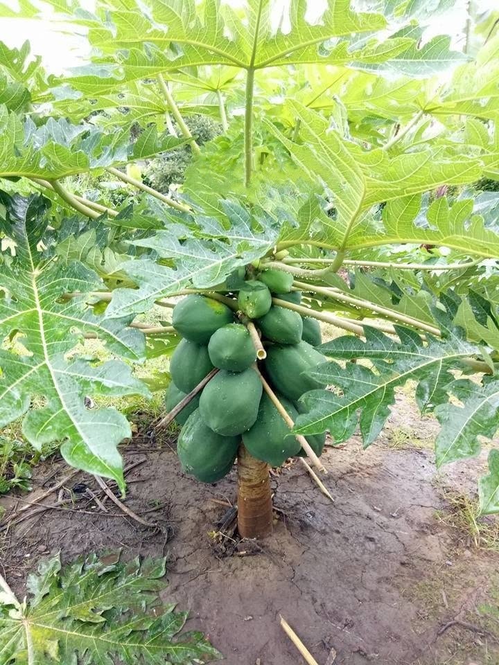 PREMIUM VIETNAMESE HONG PHI PAPAYA FOR EXPORT – FRESH TROPICAL FRUIT WHOLESALE SUPPLY 4