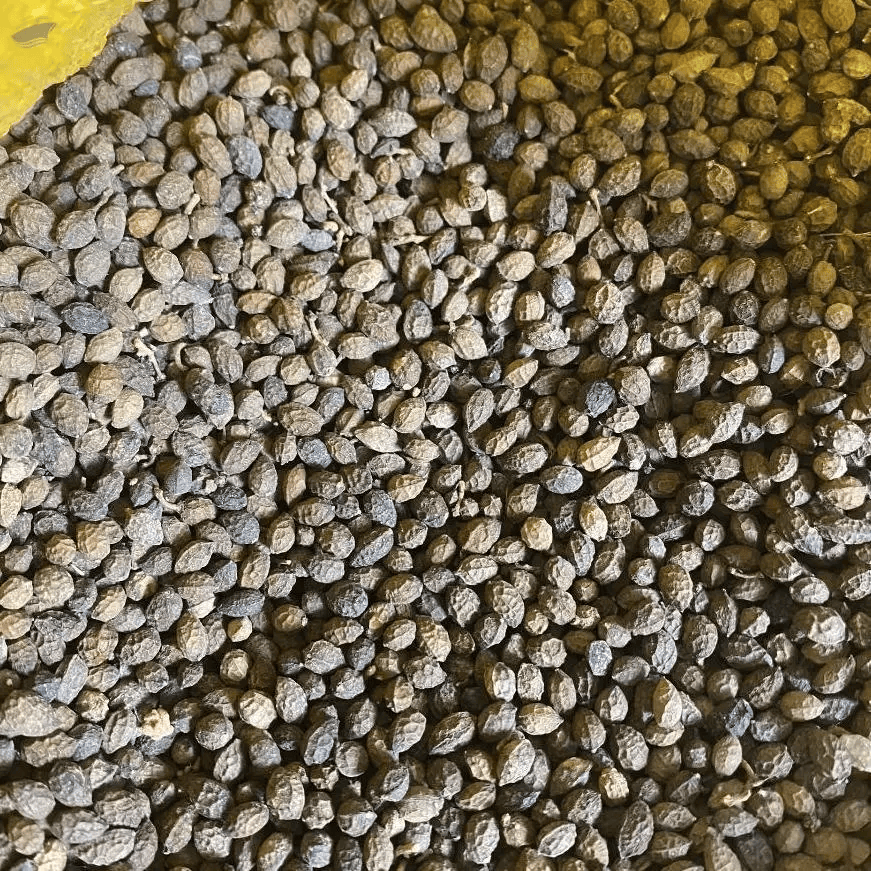 AFFORDABLE VIETNAMESE DRIED PAPAYA FOR EXPORT – WHOLESALE TROPICAL FRUIT SNACK SUPPLY