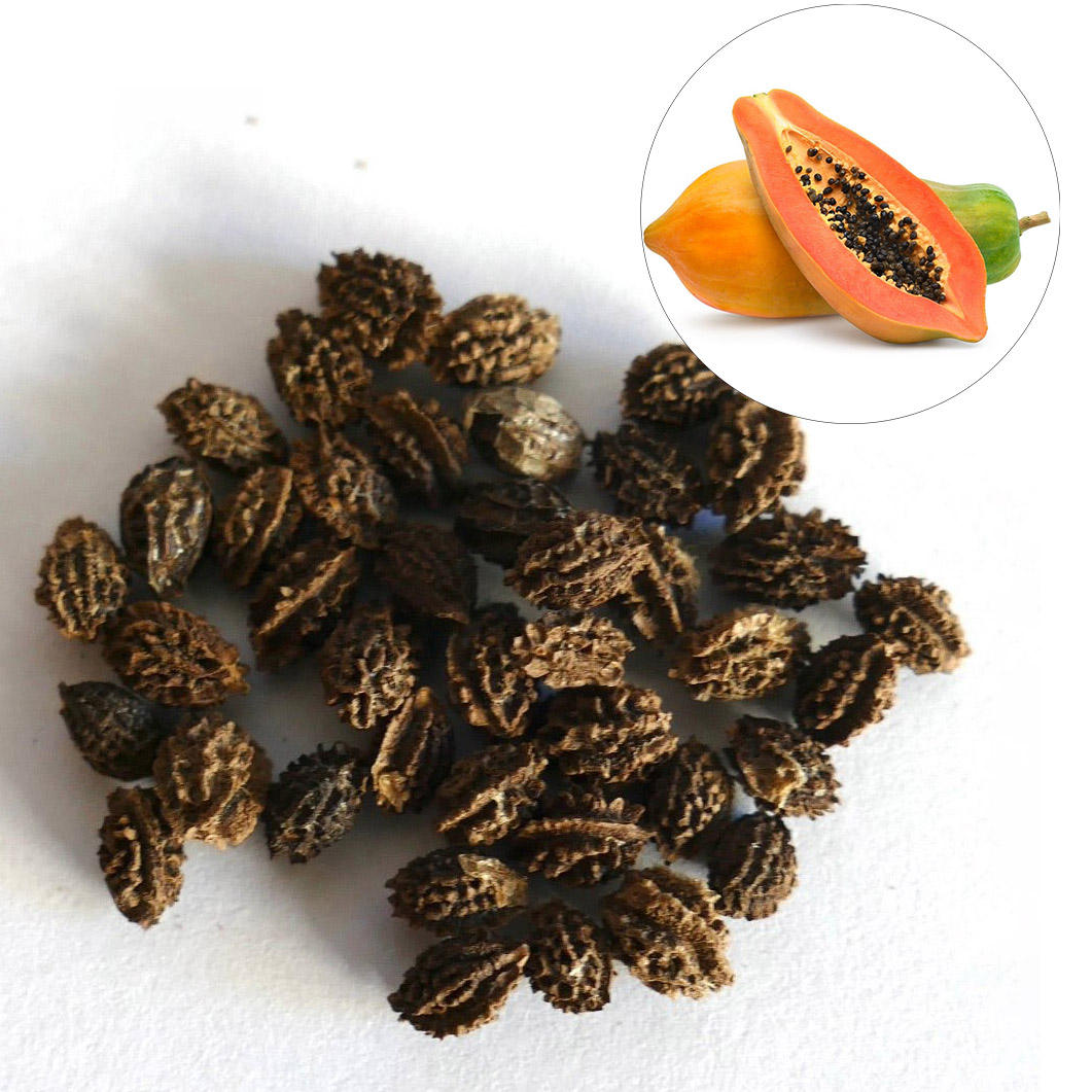 PREMIUM VIETNAMESE DRIED RED PAPAYA SEEDS FOR EXPORT – BULK WHOLESALE SUPPLY 2