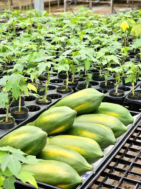 PREMIUM VIETNAMESE DAI NONG PAPAYA FOR EXPORT – FRESH TROPICAL FRUIT WHOLESALE SUPPLY 2