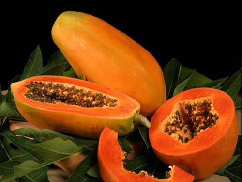 PREMIUM VIETNAMESE DAI NONG PAPAYA FOR EXPORT – FRESH TROPICAL FRUIT WHOLESALE SUPPLY 3