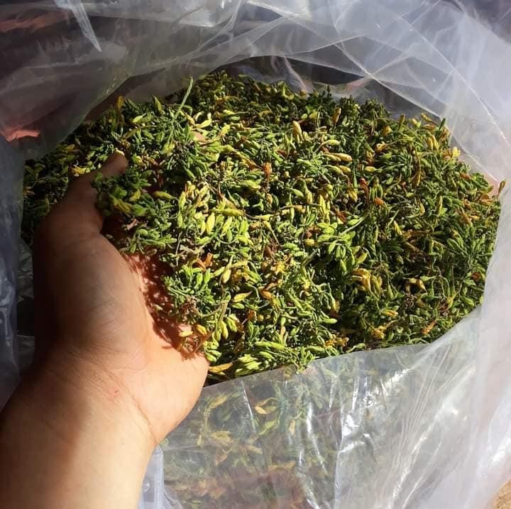 VIETNAMESE DRIED MALE PAPAYA FLOWERS FOR EXPORT – HERBAL RAW MATERIAL WHOLESALE SUPPLY