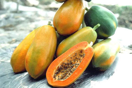 PREMIUM VIETNAMESE LONG AN YELLOW-FLESH PAPAYA FOR EXPORT – FRESH TROPICAL FRUIT WHOLESALE SUPPLY 3