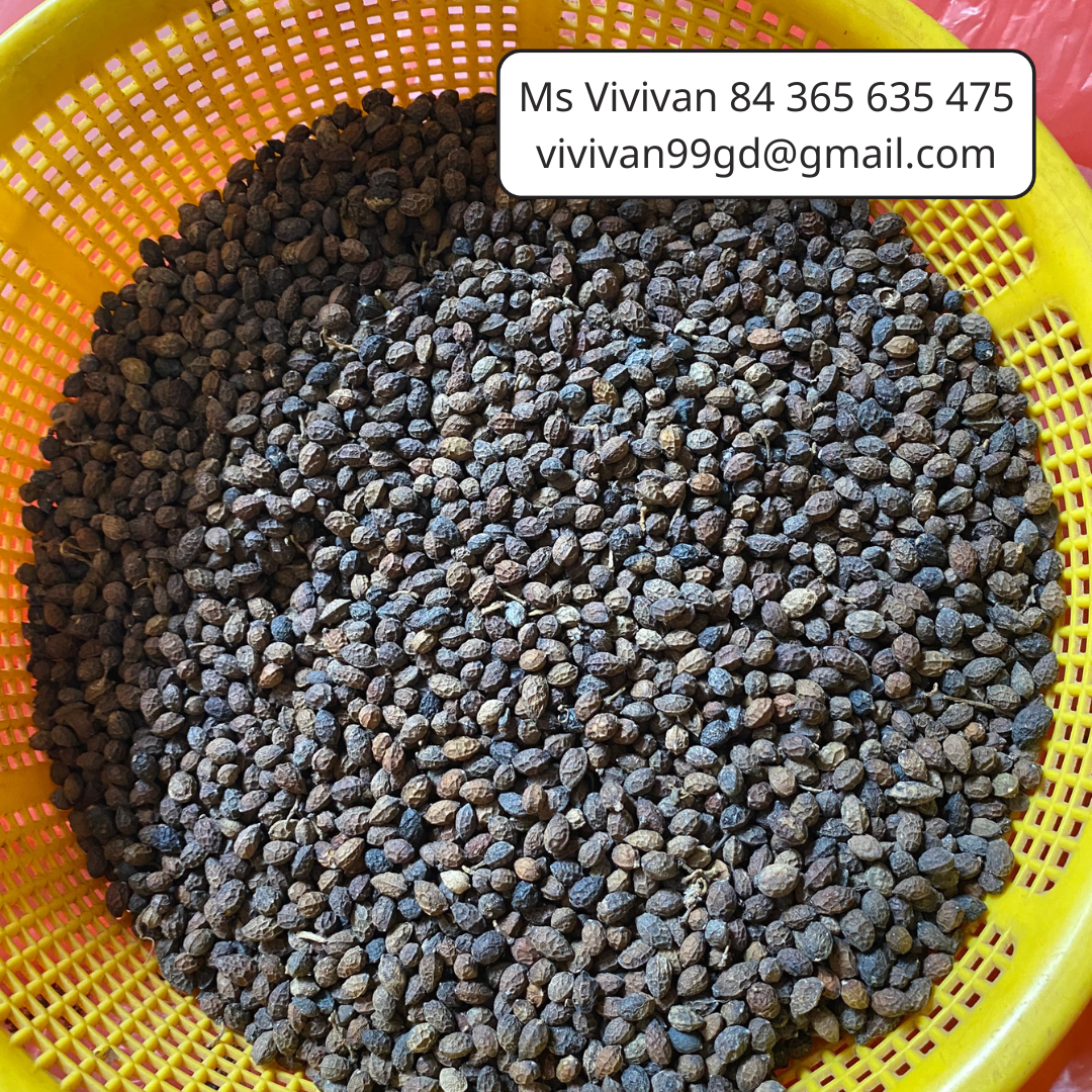 VIETNAMESE DRIED PAPAYA SEEDS FOR EXPORT – PEPPERY FLAVOR, WHOLESALE BOTANICAL INGREDIENT 3