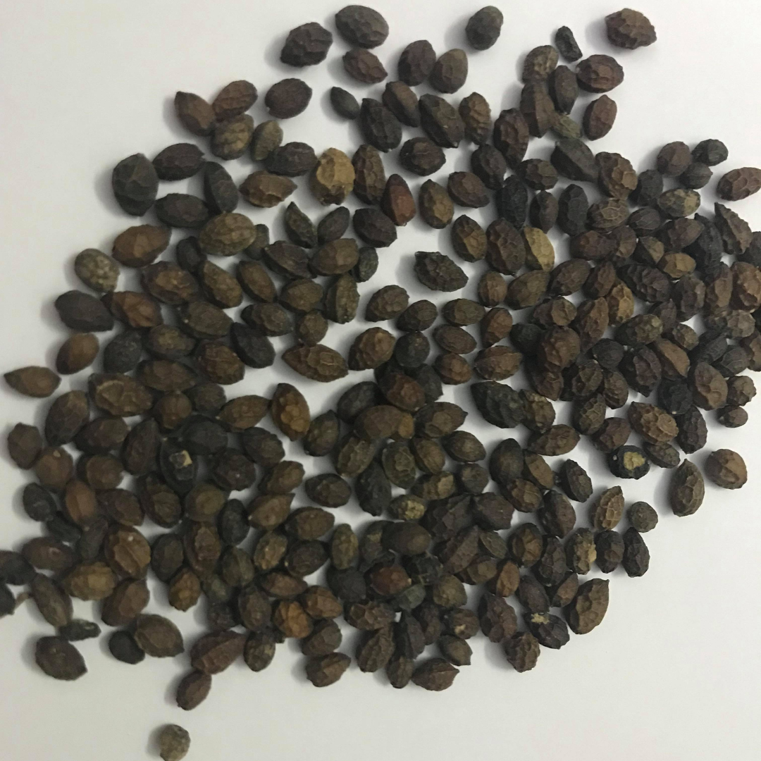 PREMIUM VIETNAMESE DRIED PAPAYA SEEDS FOR EXPORT – BULK WHOLESALE SUPPLY FROM VIETNAM