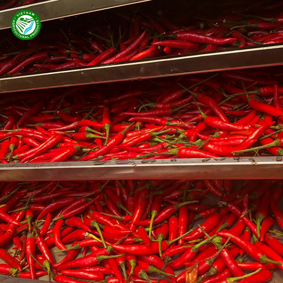 PREMIUM VIETNAMESE RED CHILI POWDER FOR EXPORT – 100% PURE DRIED HOT RED CHILI, NO ADDED PRESERVATIVES 3
