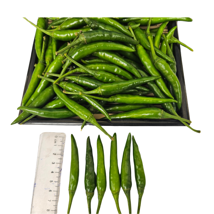 VIETNAMESE FRESH RED CHILI FOR EXPORT – DIRECT MANUFACTURER, CUSTOM PACKAGING AND WHOLESALE PRICES 2