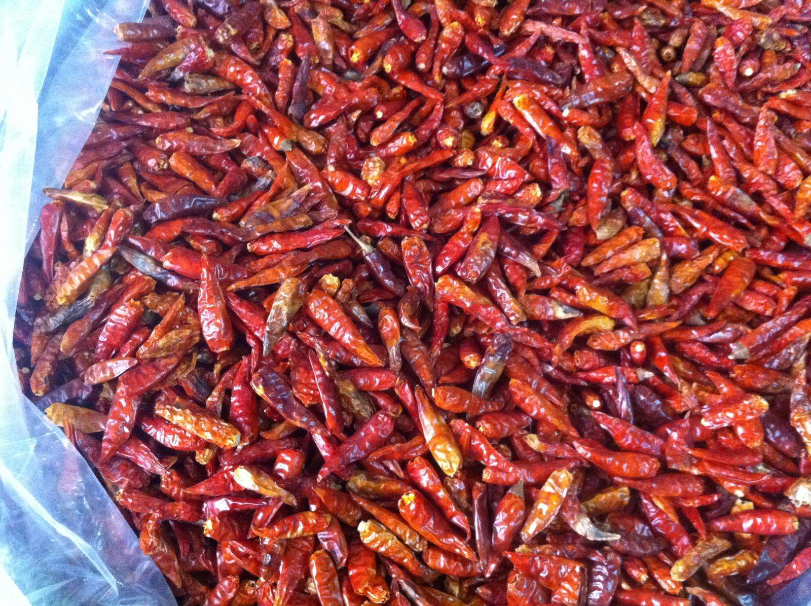 VIETNAMESE DRIED RED CHILI FOR EXPORT – STRONG HEAT, WHOLE CHILI SPICE AND FOOD PROCESSING INGREDIENT 2