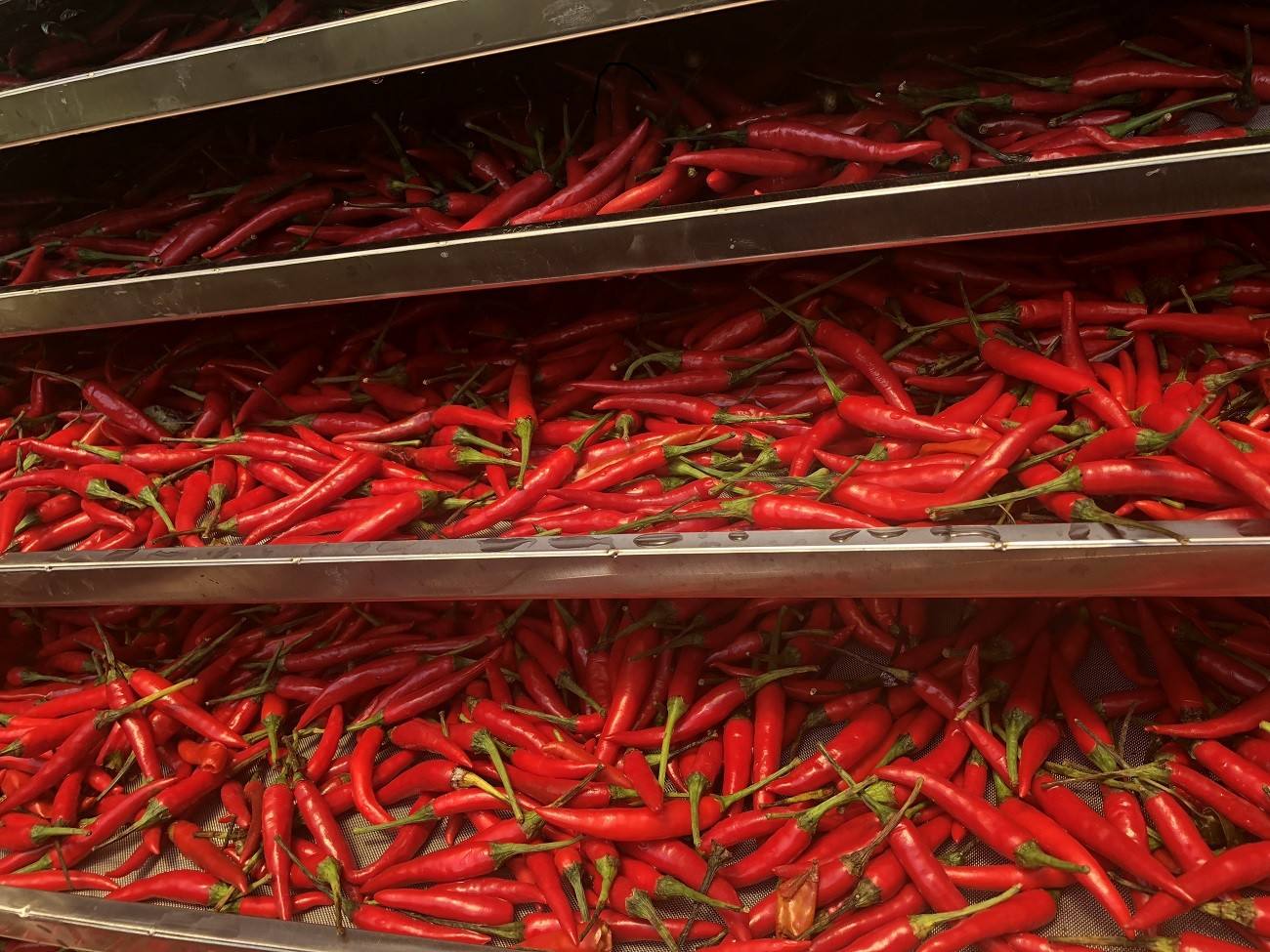 VIETNAMESE DRIED HOT RED CHILI FOR EXPORT – WHOLESALE PRICES AND BULK SUPPLY 2