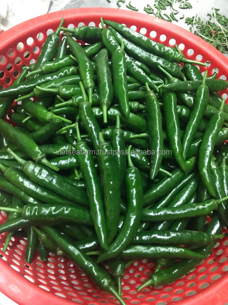VIETNAMESE FRESH AND IQF FROZEN GREEN CHILI FOR EXPORT – HIGH QUALITY, COMPETITIVE WHOLESALE PRICES 3