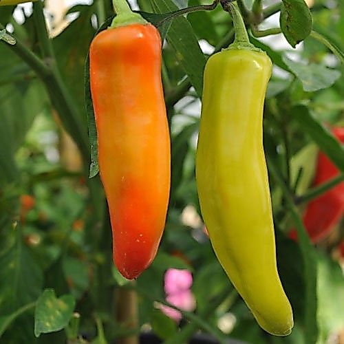VIETNAMESE HIGH-YIELD HOT CHILI PEPPERS FOR EXPORT – SPICY RED CHILI FOR WHOLESALE AND FOOD PROCESSING